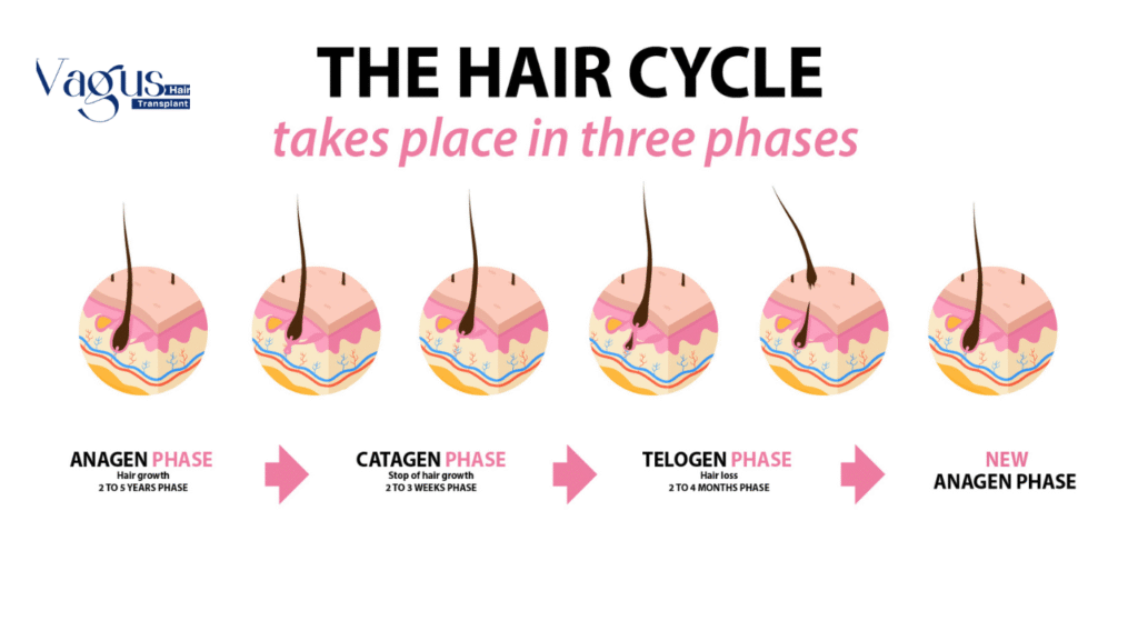 Time Takes by Transplanted Hair to Grow